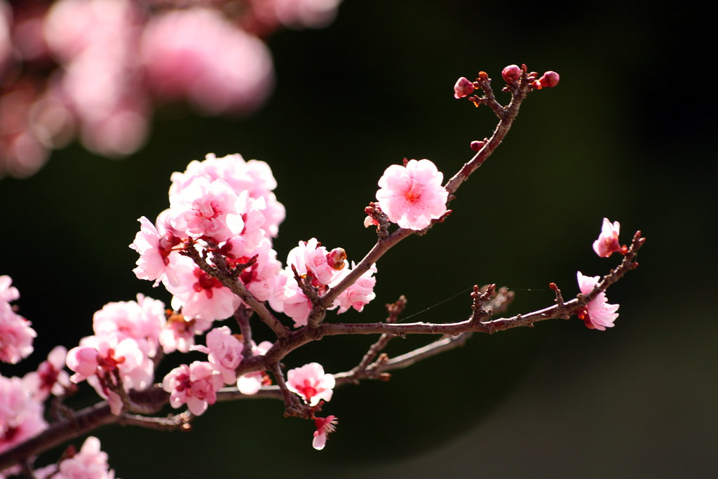 Plum Blossoms in January by John-Morgan (BY) via Openverse